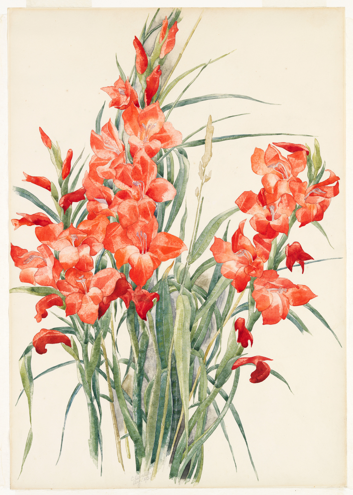 A watercolor painting of a cluster of vibrant red gladiolus flowers with green leaves on an off-white background.